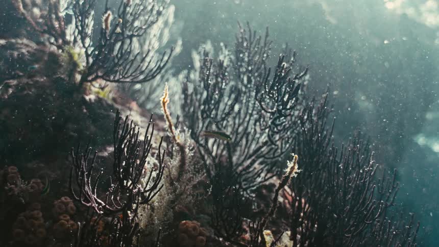 Ethereal sun rays filter through the ocean water, illuminating a dark coral reef and a small, colorful fish