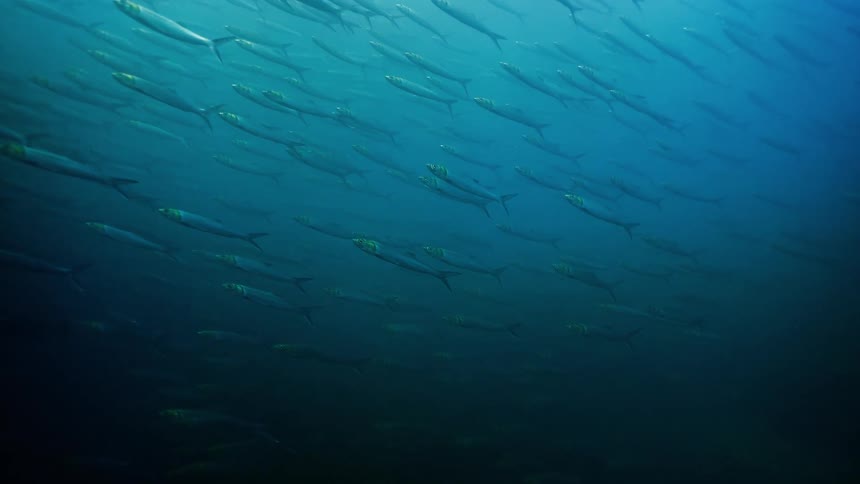 A massive school of silver fish swims in unison through the murky depths of the deep blue ocean
