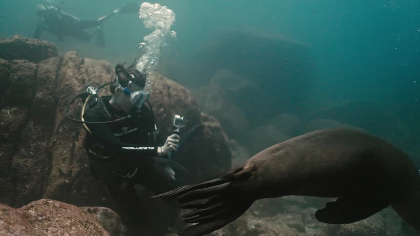 A scuba diver films a large, curious sea lion swimming gracefully over a rocky ocean floor