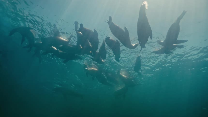 A pod of majestic sea lions floats serenely near the sunlit ocean surface in a beautiful slow-motion underwater shot