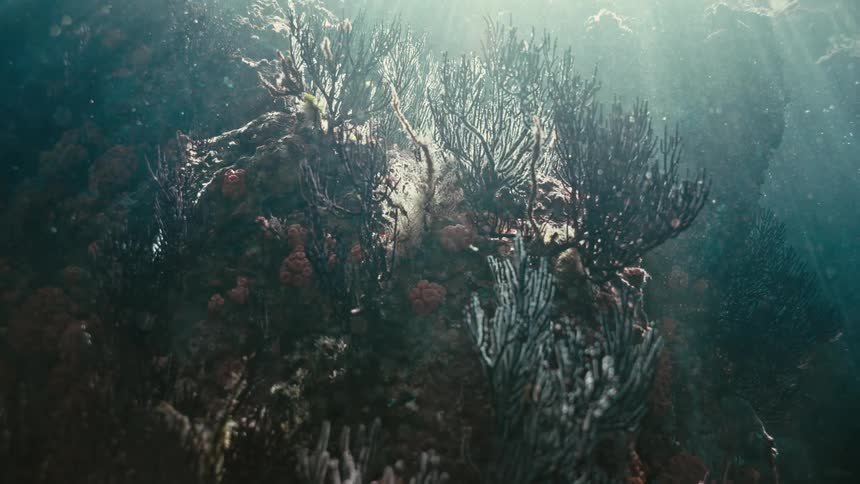 Sunlight pierces the ocean surface, illuminating a beautiful and diverse coral reef below