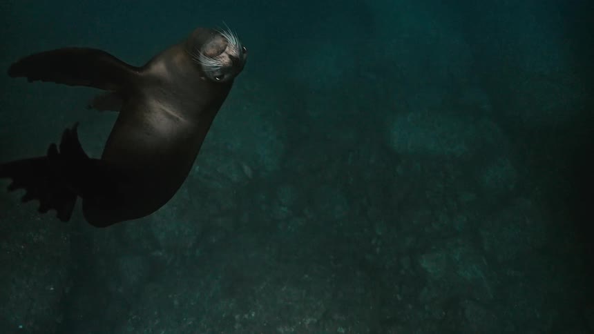 A majestic sea lion gracefully glides through the deep, tranquil ocean water, basking in the faint light from above