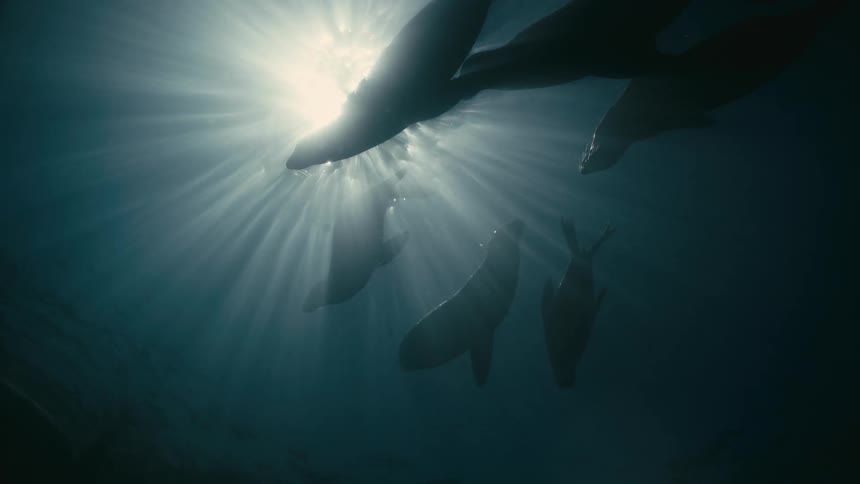 A group of silhouetted sea lions float peacefully near the surface as bright sun rays pierce through the deep blue water