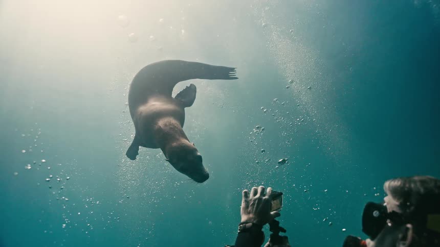 A majestic sea lion gracefully swims upside down towards an underwater photographer capturing the moment in slow motion