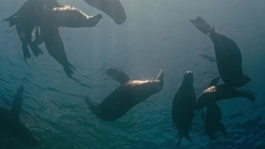A pod of sea lions peacefully sleeps underwater near the surface as sunlight filters through the blue ocean