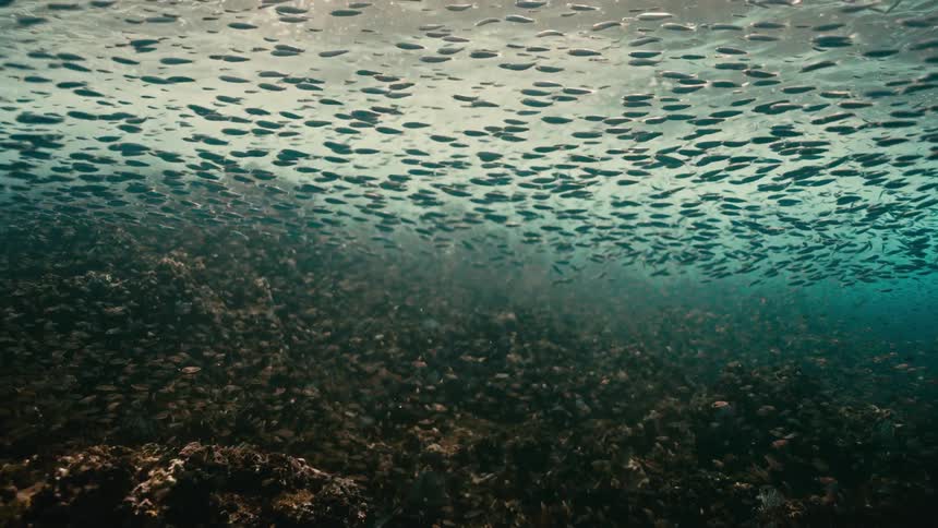 An immense school of small fish gathers just below the sunlit surface of the turquoise sea