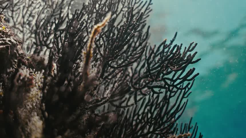 A slow pull-back shot reveals dark, intricate coral swaying gently in the sunlit, particle-filled turquoise ocean