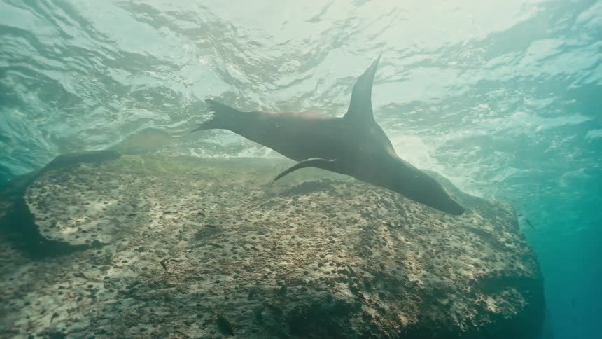A curious sea lion gracefully glides underwater along a rocky reef in the sunlit ocean before descending into the deep