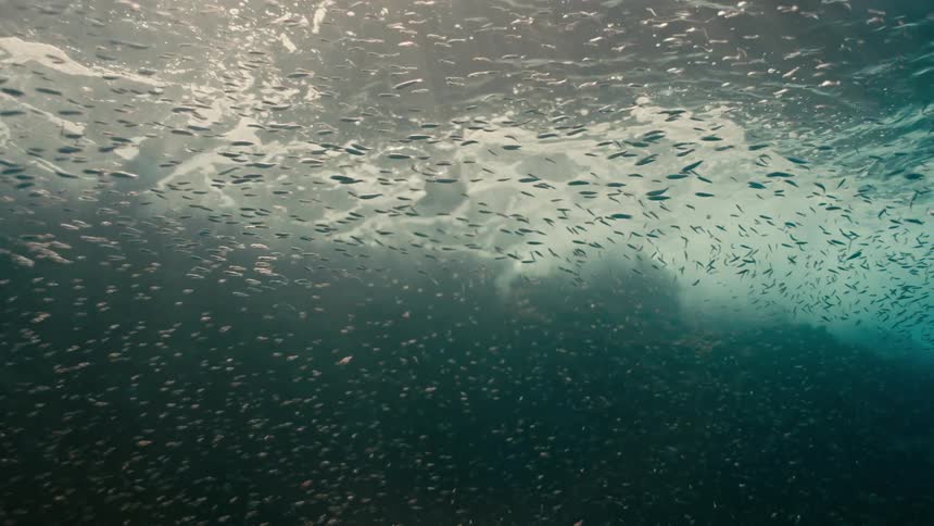 An underwater view shows a massive school of fish swimming just below the surface as a seabird hunts among them, with sunlight filtering through the water