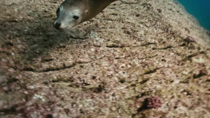 A graceful sea lion glides slowly through the deep blue water along a rocky ocean floor in slow motion