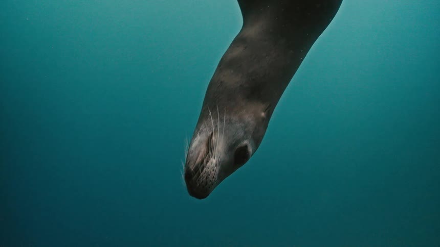 A curious sea lion gracefully swims towards the camera and blows bubbles underwater in stunning slow motion