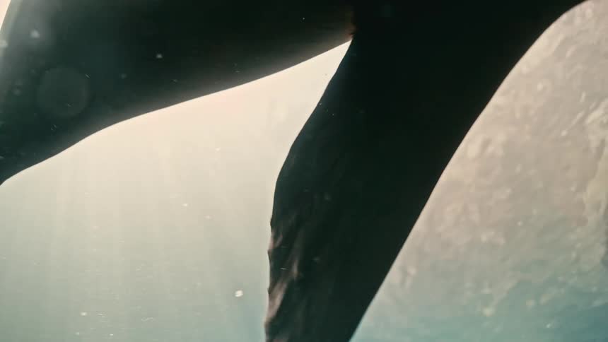 A curious sea lion gracefully swims towards the camera in slow motion, illuminated by beautiful sun rays piercing the ocean's surface