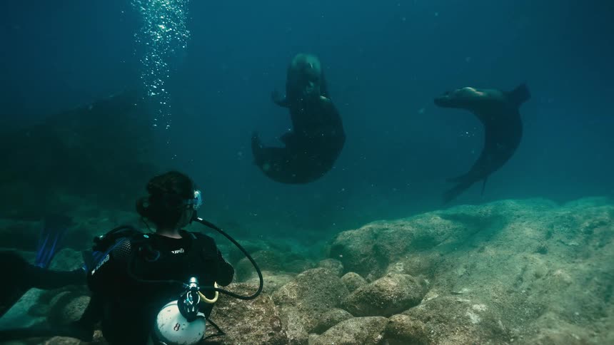 Playful sea lions gracefully swim and interact with scuba divers in a stunning slow-motion underwater encounter
