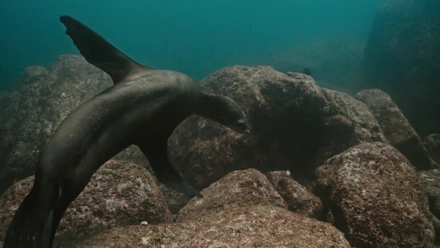 A graceful sea lion glides through the murky underwater world, swimming peacefully along a rocky seabed in slow motion