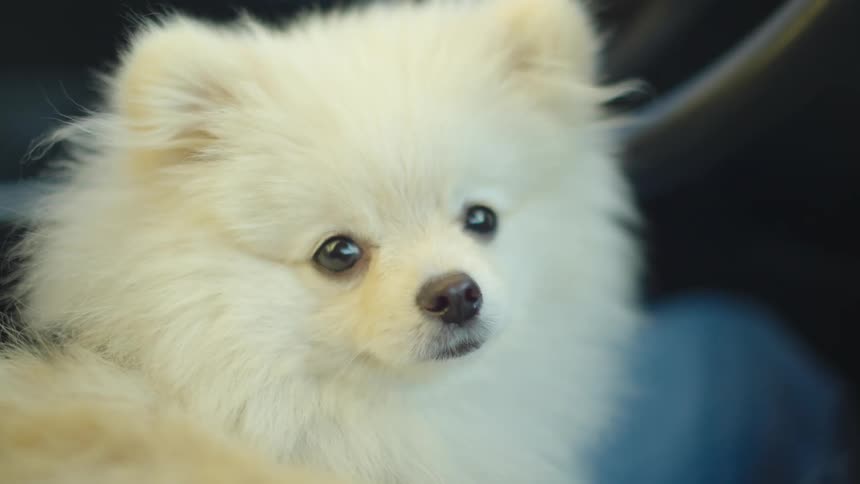 A close-up of a fluffy white Pomeranian dog sitting in a car and looking around with its big, curious eyes
