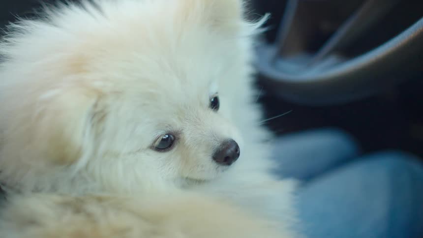 A cute fluffy white Pomeranian dog sits on its owner's lap in a car and gets sleepy