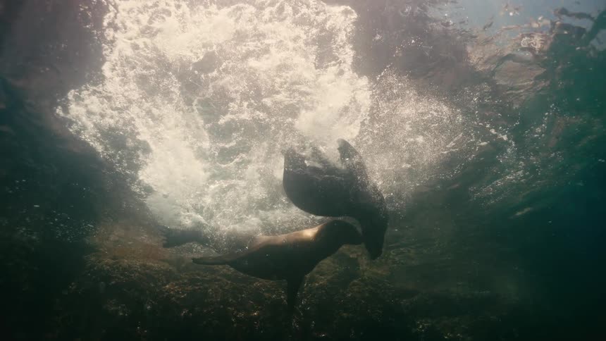 An awe-inspiring underwater slow-motion view captures two playful sea lions gracefully swimming and tumbling together near the ocean surface