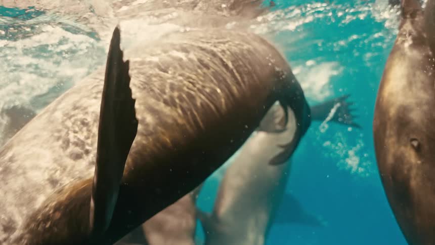 An intimate underwater view shows a pod of sea lions gracefully swimming and playing together in the deep blue ocean