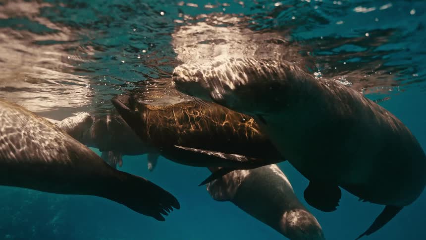A pod of sea lions float peacefully at the surface of the ocean, seen from an underwater perspective in slow motion