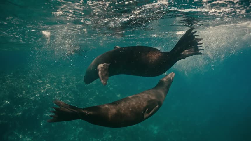 An enchanting underwater slow-motion shot of two sea lions swimming elegantly near the water's surface