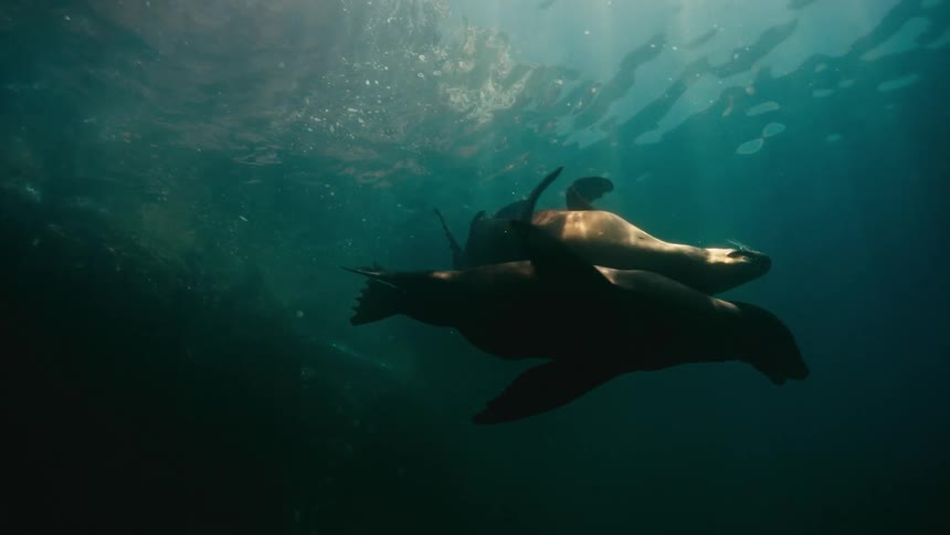 A serene underwater view shows three sea lions swimming playfully in slow motion as sun rays pierce the ocean surface