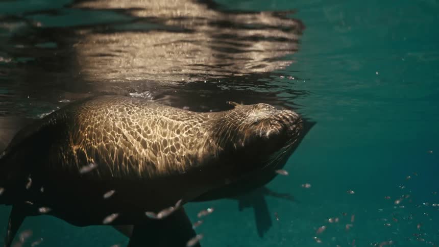 Sunlight reflects on the back of a sea lion as it swims peacefully in slow motion just below the surface of the ocean