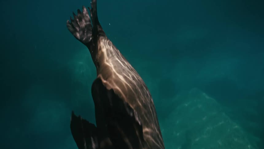 A graceful sea lion blows bubbles and swims elegantly in slow motion through the clear turquoise ocean