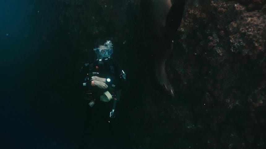 A scuba diver peacefully observes as a large sea lion gracefully swims down past them in the dark, mysterious ocean depths