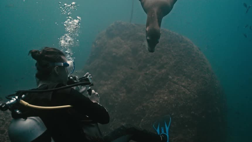 A graceful sea lion playfully interacts with a scuba diver who is filming the magical underwater encounter in slow motion