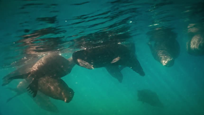Underwater slow-motion view of a pod of sea lions floating gracefully in sun-dappled turquoise water