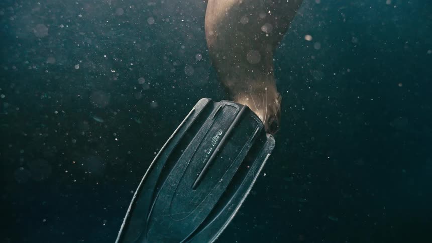 A playful sea lion curiously nibbles on a scuba diver's fin in the deep blue ocean