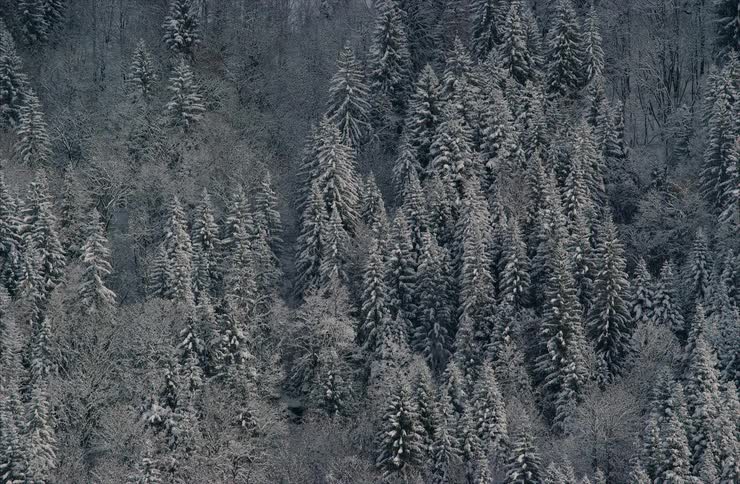 A vast, still mountainside covered in a dense forest of fir trees blanketed in fresh snow