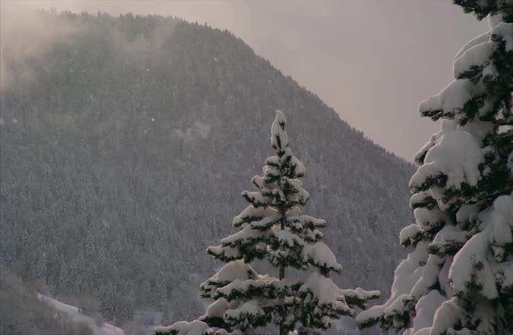 Snow gently falls on evergreen trees with a vast, tree-covered mountain in the background during a quiet winter day