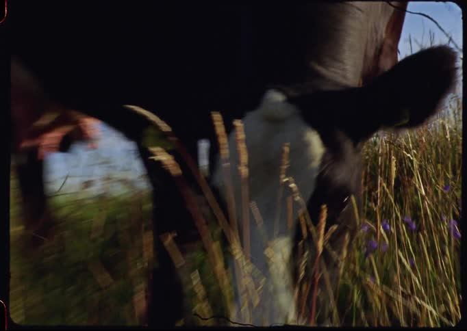 Vintage 8mm film captures a close-up of a black and white cow grazing in a sunlit pasture