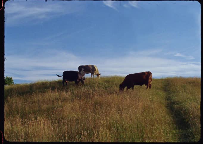 Vintage 8mm footage shows three cows peacefully grazing on a sunny, grassy hillside