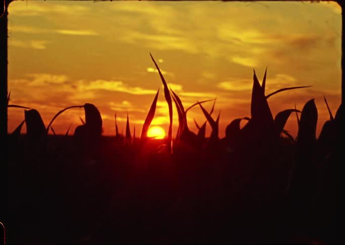 A vintage shot captures the sun setting behind a silhouetted field of cornstalks under a golden sky