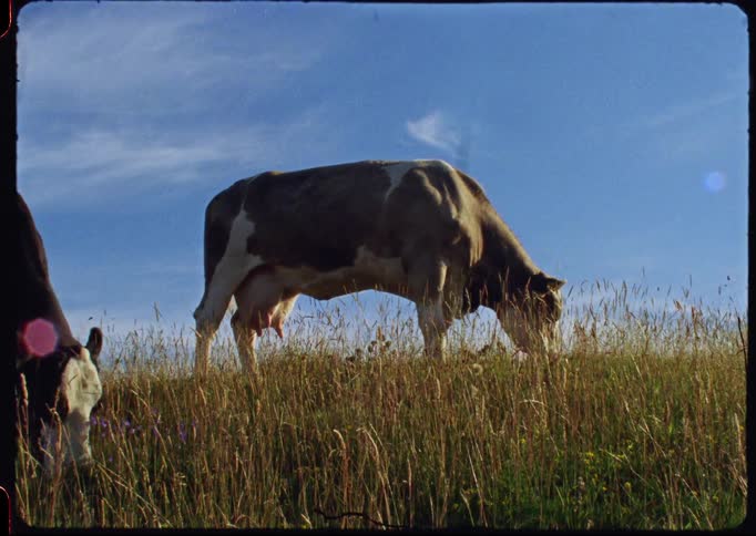 Vintage home movie footage shows a cow grazing on a sunny, grassy hill under a beautiful blue sky