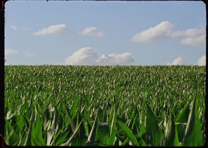 Vintage-style footage of a vast, green cornfield gently swaying under a bright blue sky with fluffy white clouds
