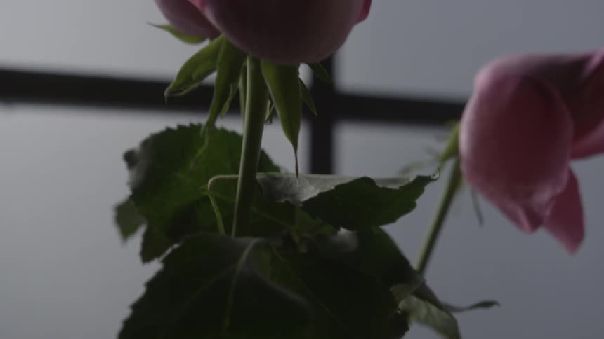 Roses sit in front of a window in a vase