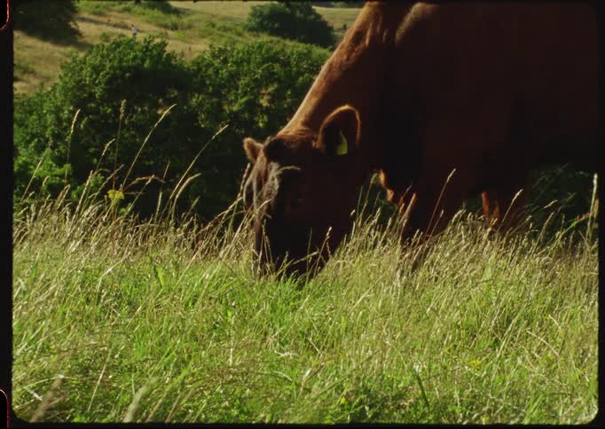 A brown cow peacefully grazes in a lush green pasture on a sunny day