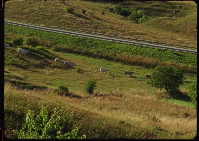 A herd of cows grazes on a lush green hillside in the countryside in this vintage-style footage
