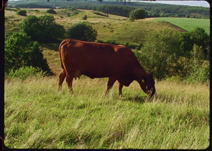 Vintage film footage shows a brown cow grazing peacefully in a lush green field on a rolling hillside