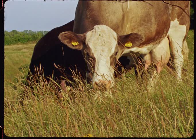 Vintage footage of a dairy cow grazing in a sunlit pasture before looking up at the camera