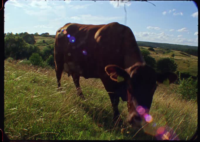 Close-up vintage film shot of a brown cow grazing on a sunny, grassy hill before looking up curiously