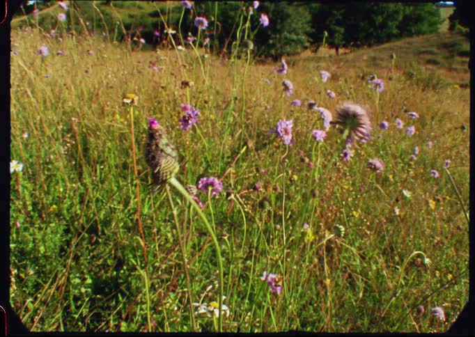 A butterfly rests on a purple wildflower in a sunny meadow on a summer day, captured on vintage film