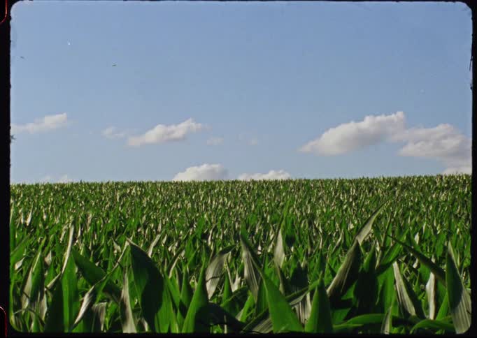 Vintage film footage captures a tranquil, lush green cornfield swaying gently under a sunny blue sky