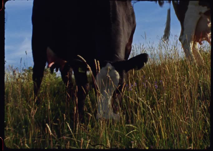 A close-up of a cow grazing in a tall grassy field on a sunny day, captured on vintage film