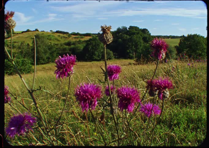 Vibrant purple thistles sway in a gentle breeze in a sunlit grassy meadow with rolling green hills in the background