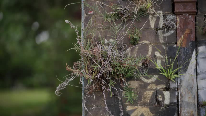Nature reclaims an urban space as ferns and grass sprout from a graffiti-covered brick pillar