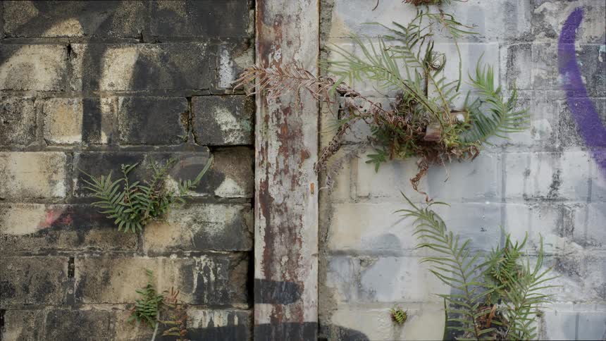 Ferns and other small plants grow from the cracks of a dirty, graffiti-covered urban brick wall